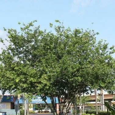 thumbnail for publication: Lagerstroemia indica: Crapemyrtle